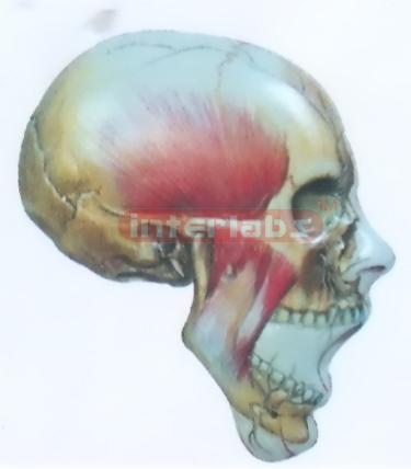 HUMAN FACE DISTRIBUTION MODEL WITH MAIN ARTERY